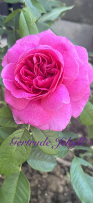 Gertrude Jekyll.jpeg